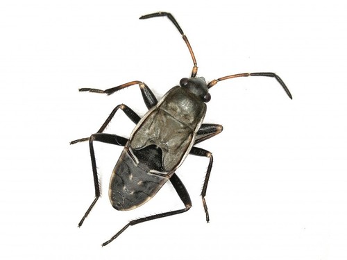 bright-spotted groundbug