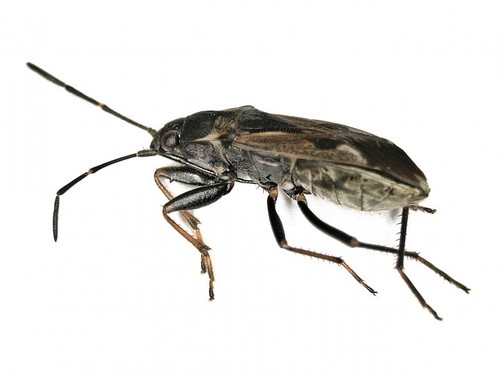 bright-spotted groundbug