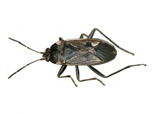 bright-spotted groundbug