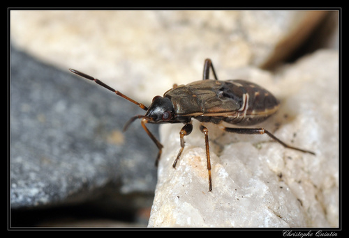bright-spotted groundbug
