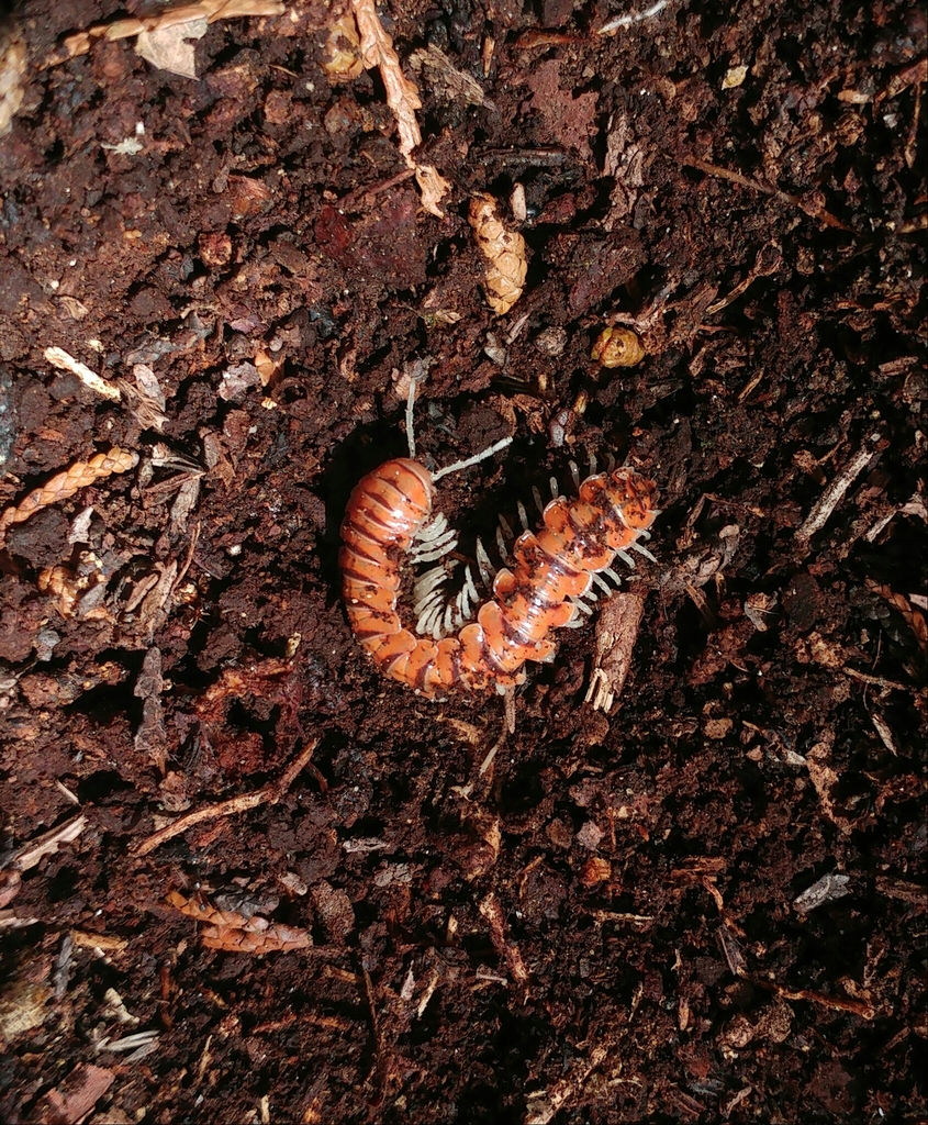 Train Millipedes