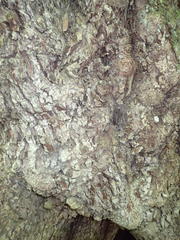 Platylophus trifoliatus