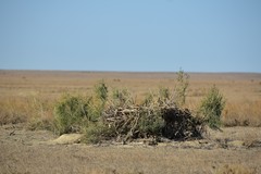 Buteo rufinus