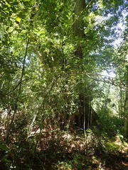 Platylophus trifoliatus