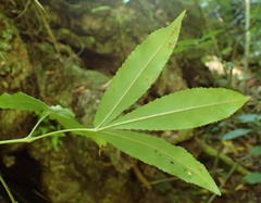 Platylophus trifoliatus