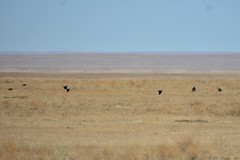 Melanocorypha yeltoniensis