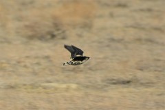 Melanocorypha yeltoniensis