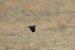 Melanocorypha yeltoniensis