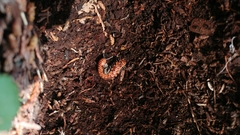 Parafontaria laminata