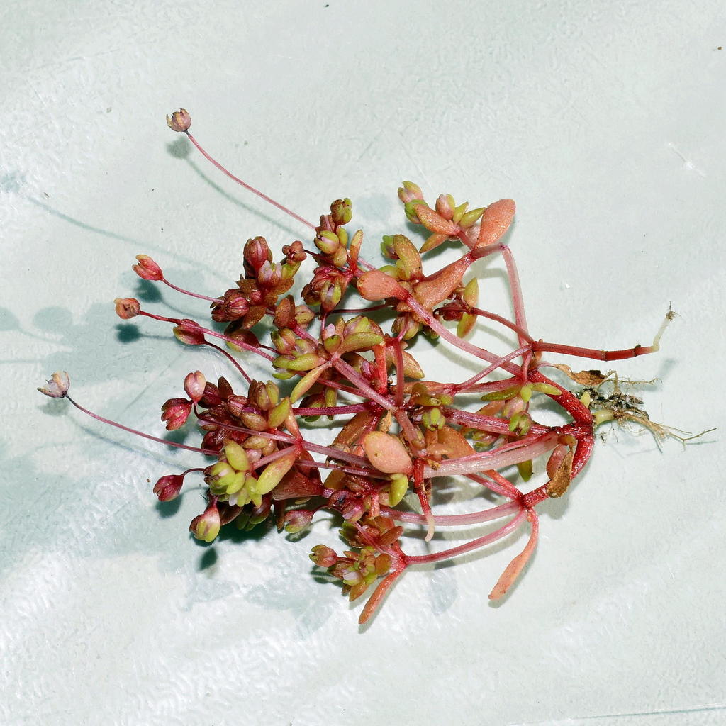 Crassula oblanceolata