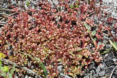 Crassula oblanceolata