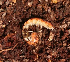 Parafontaria laminata