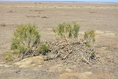 Buteo rufinus
