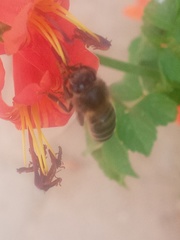 Apis mellifera intermissa