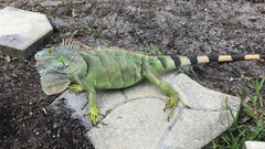 Iguana iguana