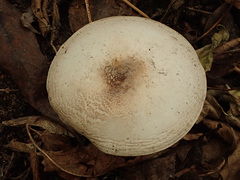 Agaricus xanthodermus