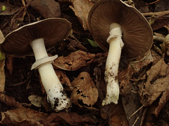 Agaricus xanthodermus