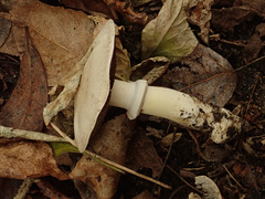 Agaricus xanthodermus
