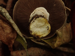 Agaricus xanthodermus