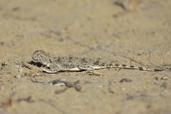 Phrynocephalus helioscopus