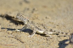 Phrynocephalus helioscopus