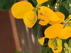 Senna macranthera