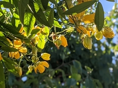 Senna macranthera
