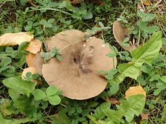 Melanoleuca brevipes