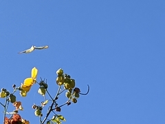 Senna macranthera