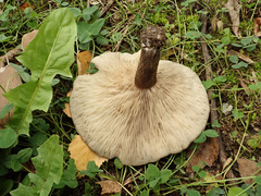 Melanoleuca brevipes