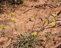 Crassothonna protecta