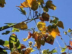 Senna macranthera