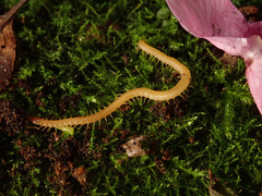 Geophilus flavus