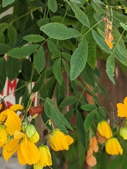 Senna macranthera