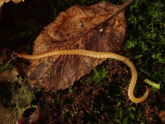 Geophilus flavus