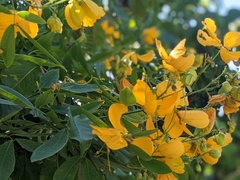 Senna macranthera