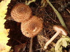 Inocybe calospora