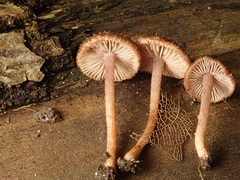Inocybe calospora