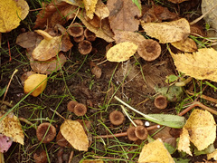 Inocybe calospora