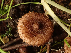 Inocybe calospora