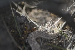 Bothrops ammodytoides