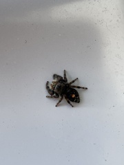 Phidippus audax