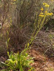 Senecio robertiifolius
