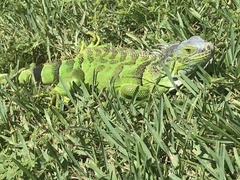Iguana iguana