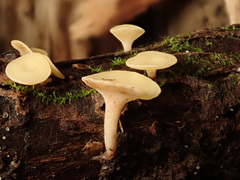 Hymenoscyphus calyculus