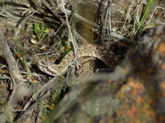 Bothrops ammodytoides