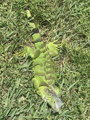 Iguana iguana