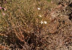 Wahlenbergia decipiens