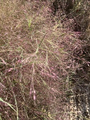 Muhlenbergia porteri