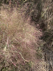 Muhlenbergia porteri